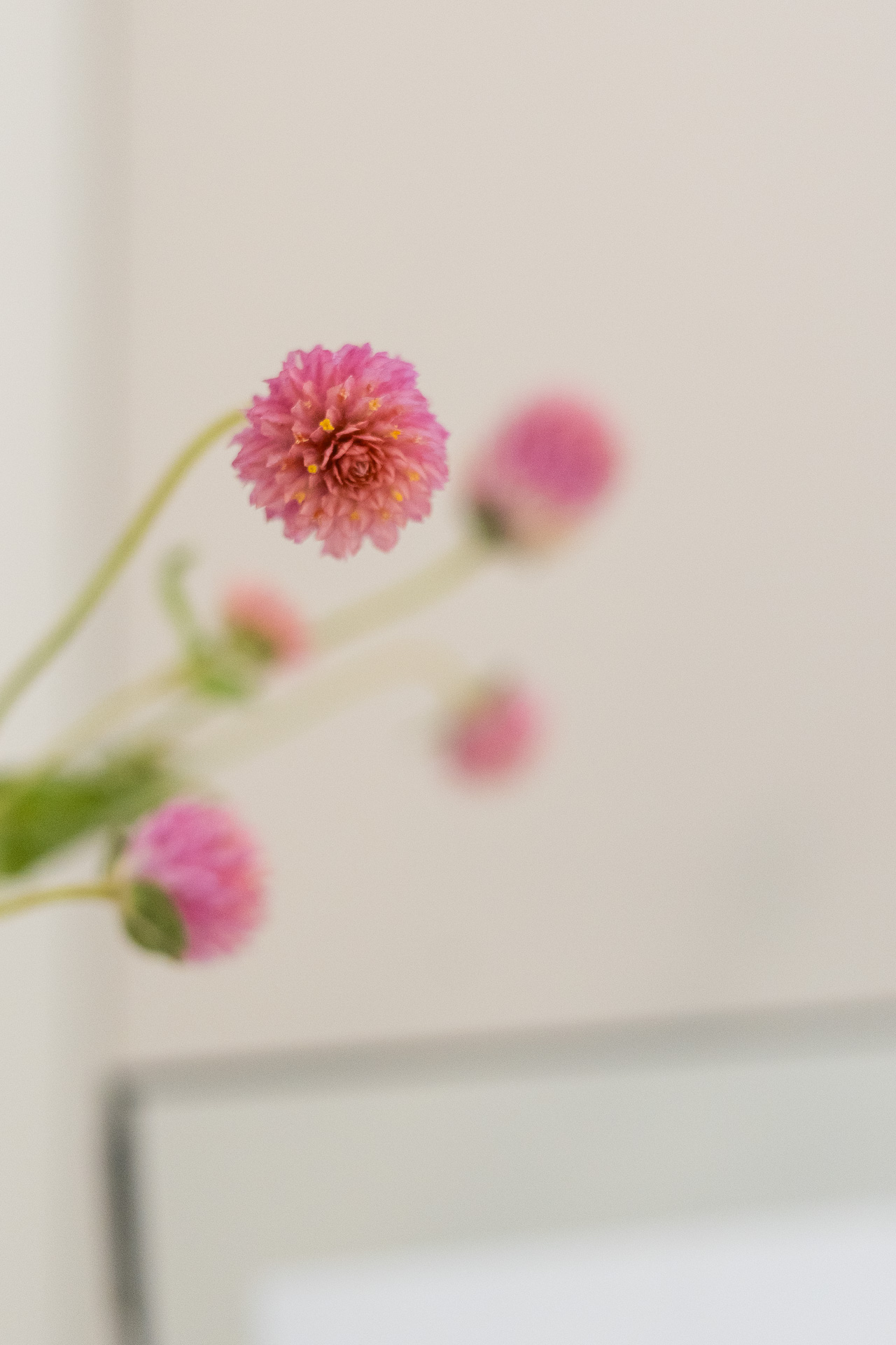 _nf-LeisureDomus_50_M2_Ingresso_particolare fiore.jpg